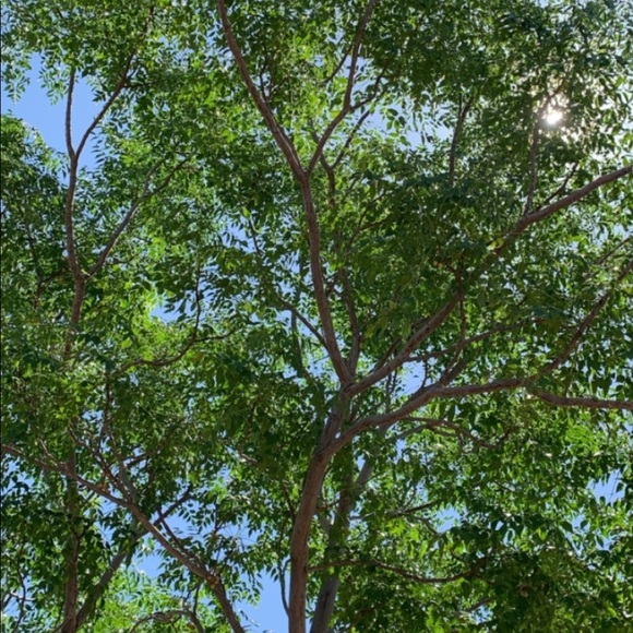 Meet your Posher, Samantha - Picture 1 of 1